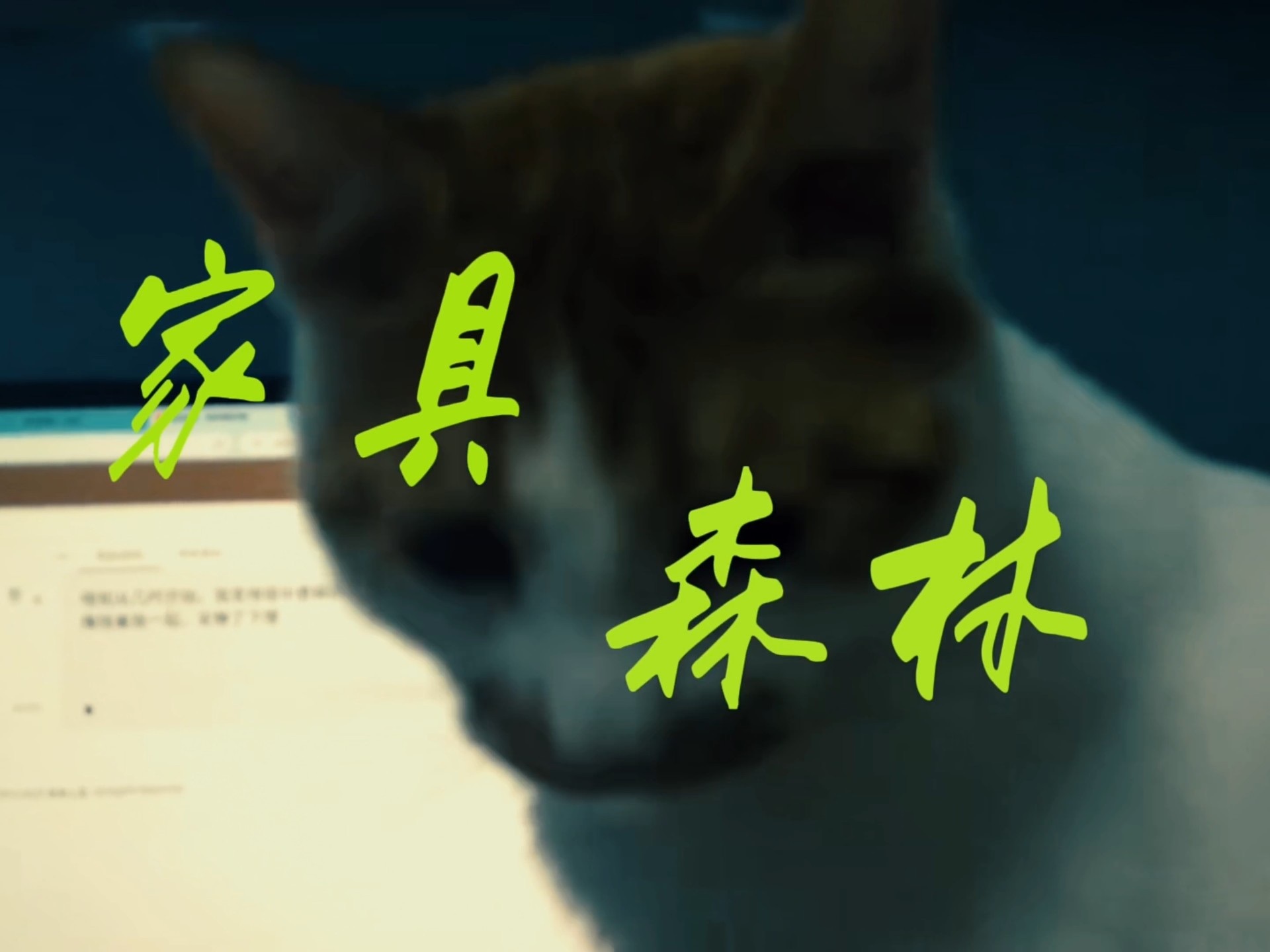 猫咪森林最新破解版(猫咪森林最新破解版下载)