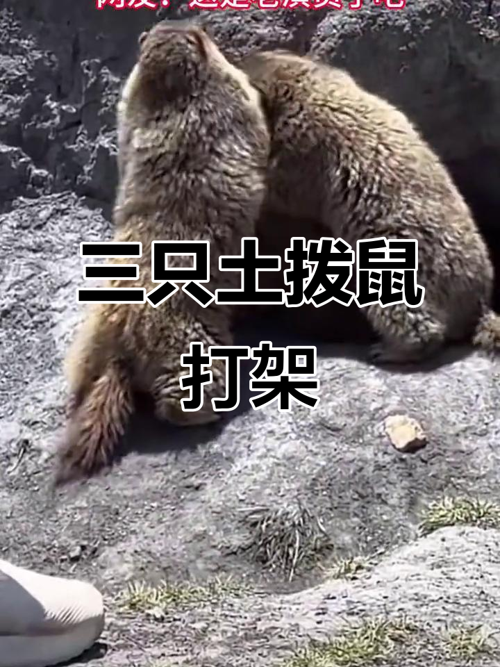 动物干架破解版(动物干架007)