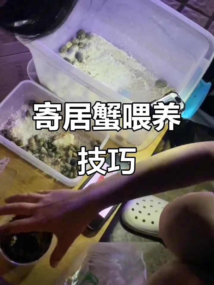 解救寄居蟹攻略(寄居蟹跑了怎么找)