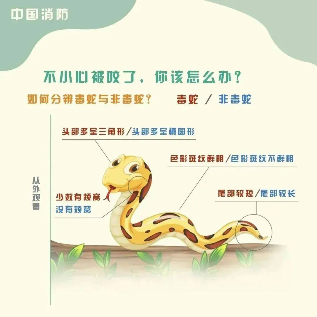 救援有趣的蛇攻略()