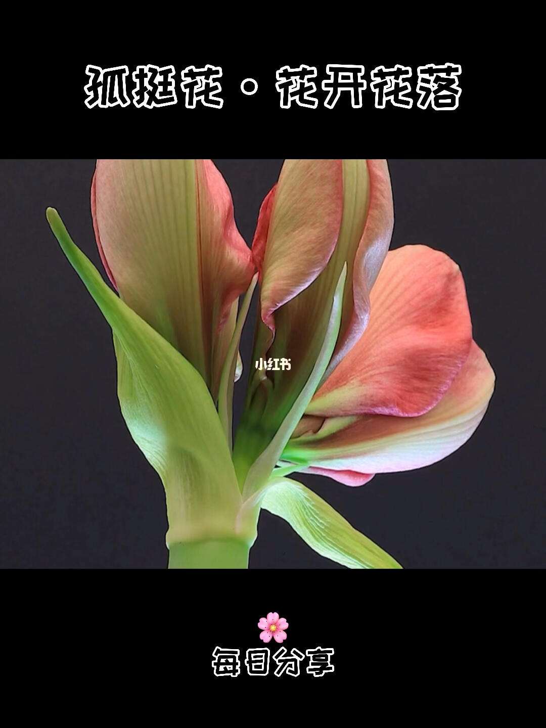 花开花落游戏攻略(花开花落拓展游戏视频)