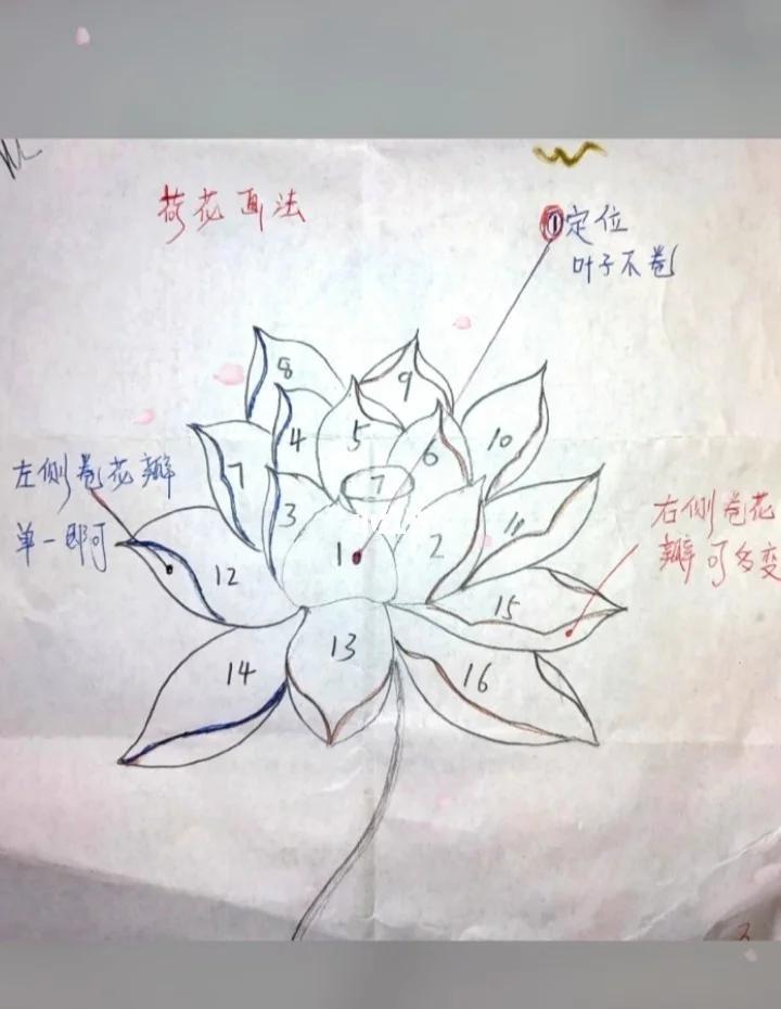 破解版荷花视频教程(破解版荷花视频教程下载)