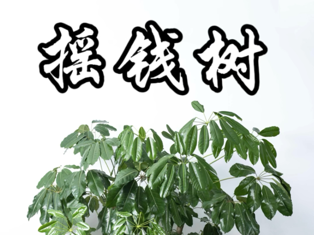 火影忍者摇钱树(火影忍者金币招财在哪里?)