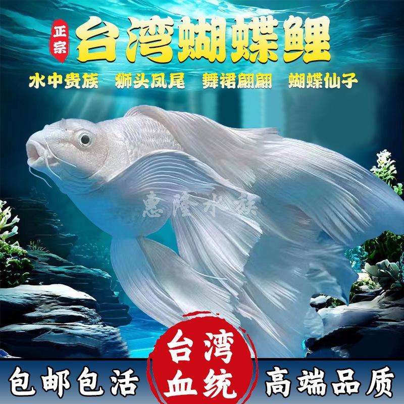 洛克王国大尾鱼(洛克王国宠物尾巴)