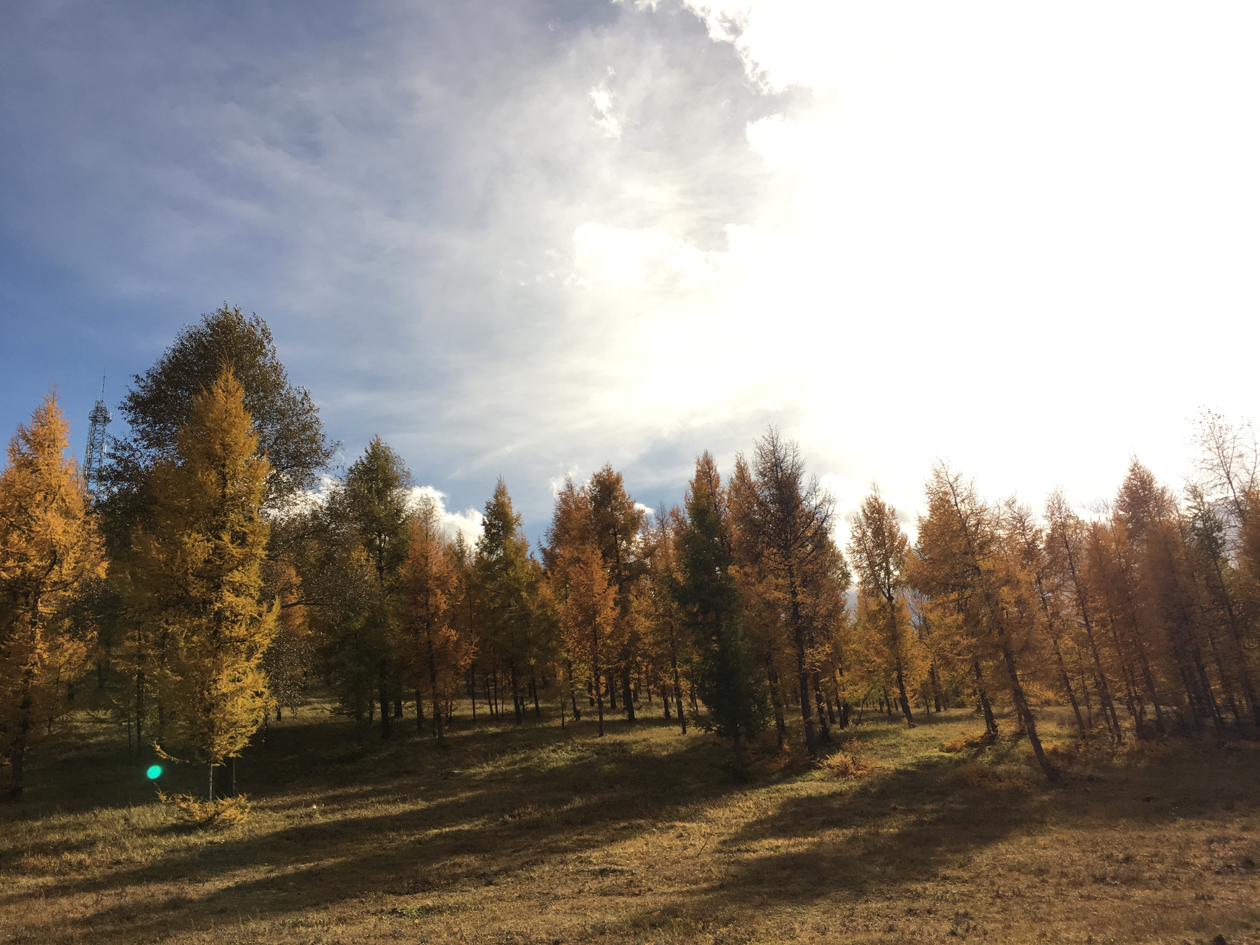 针叶林逃脱攻略(针叶林如何抵御严寒)