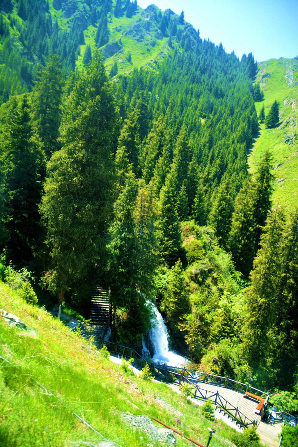 针叶林逃脱攻略(针叶林如何抵御严寒)