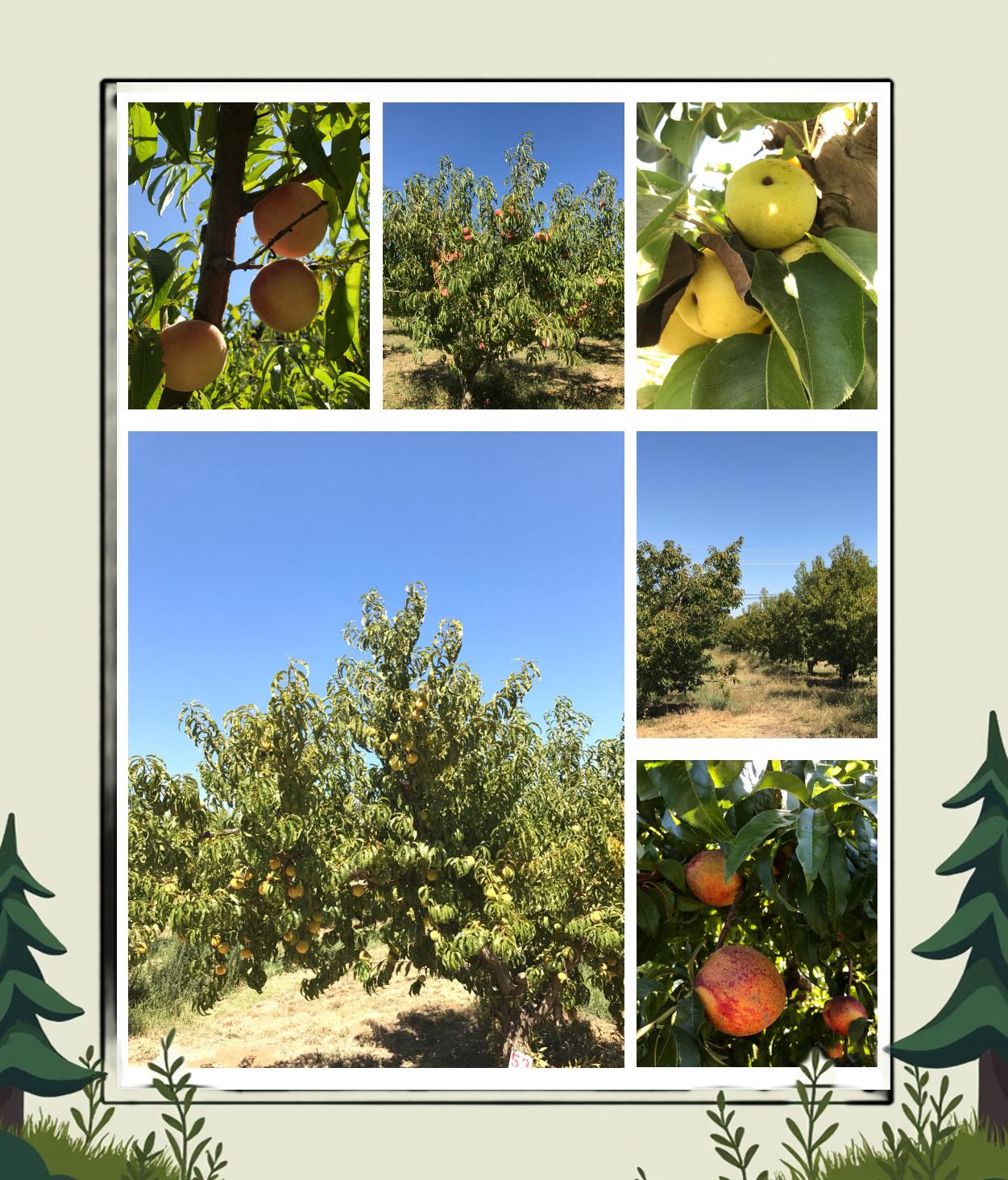 逃离农场1攻略(逃离农庄之家攻略)