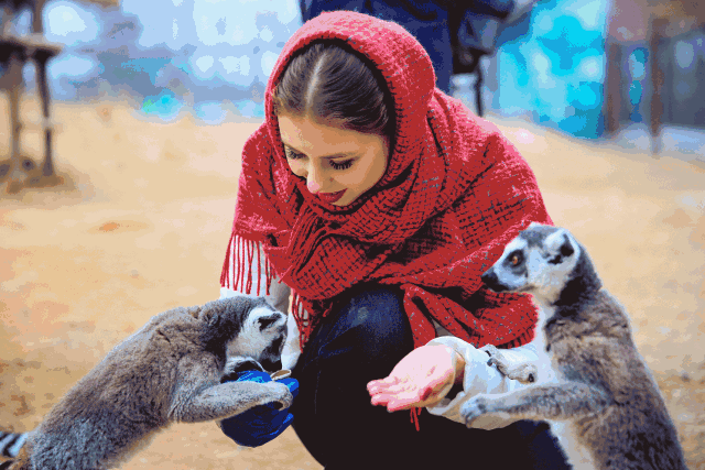 在动物王国的体育大赛上(今天动物王国召开一年一度的运动会)