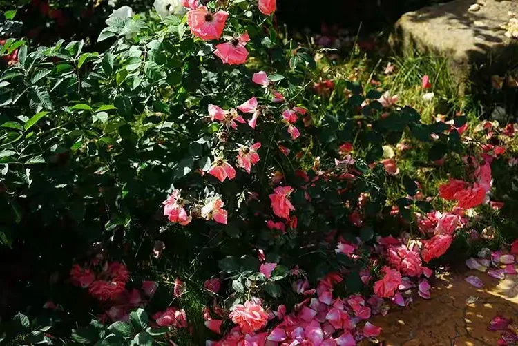 花飞情乱攻略(花飞香 清)