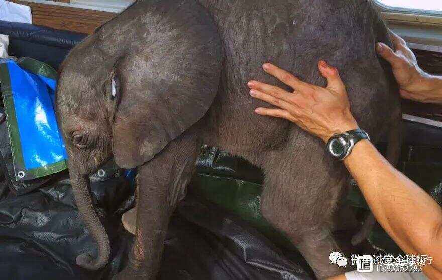 救援粉红小象攻略(救援粉红女孩2攻略)