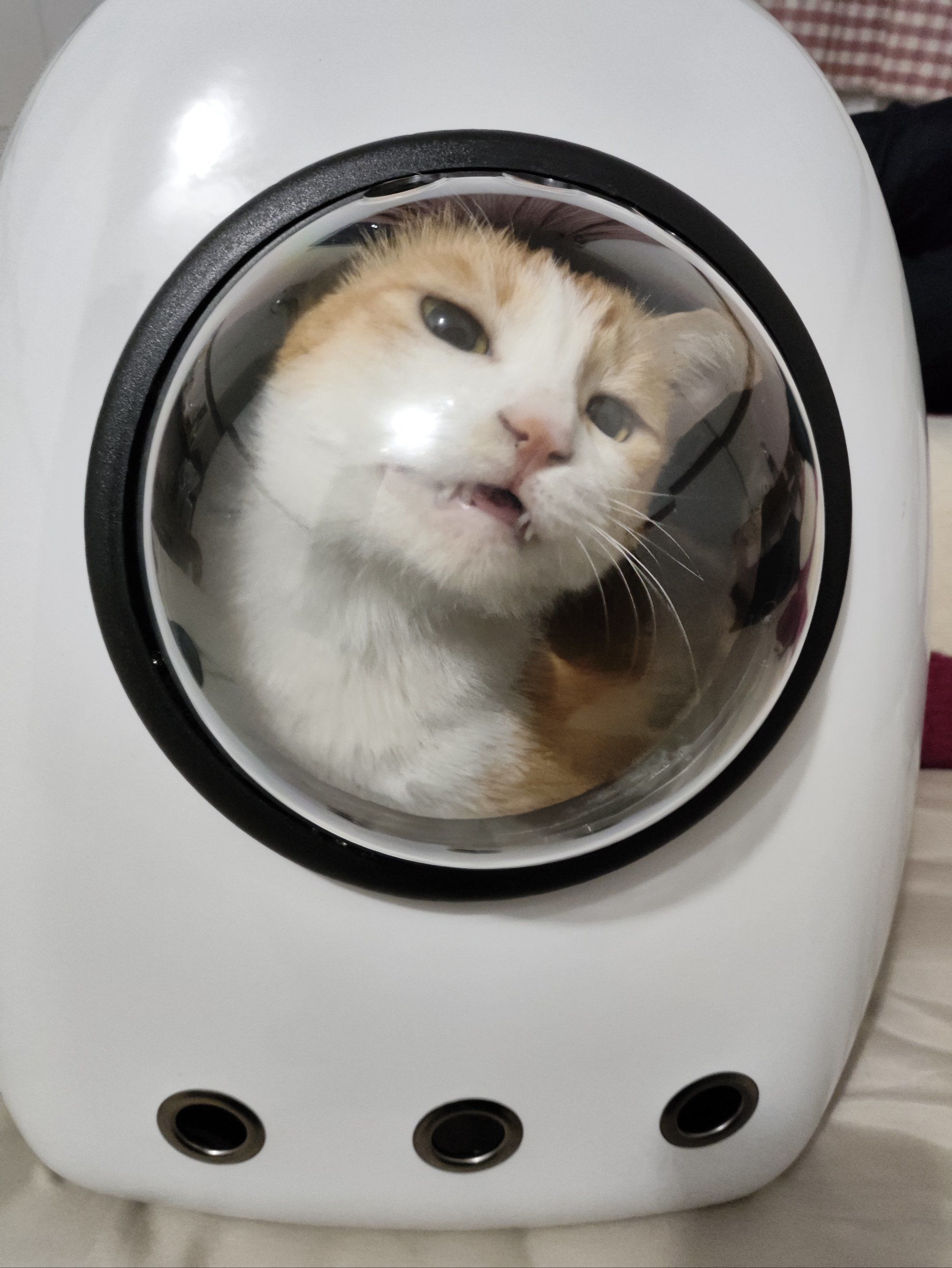 性感猫破解版(性感猫女动漫头像)