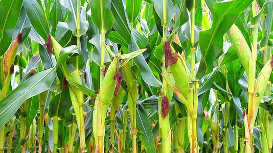 玉米视频不同版本(玉米视频旧版testflight)