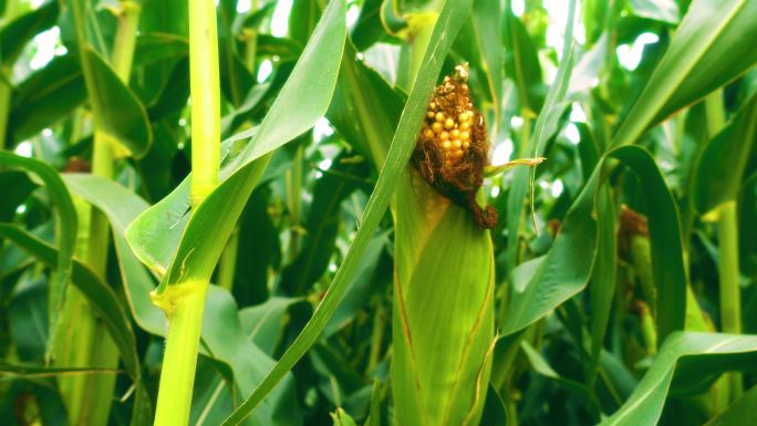 玉米视频不同版本(玉米视频旧版testflight)