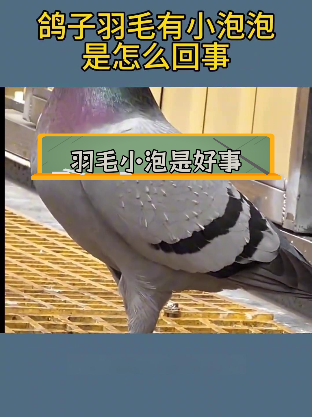 解救小白鸽图文攻略(解救小白鸽图文攻略图片)