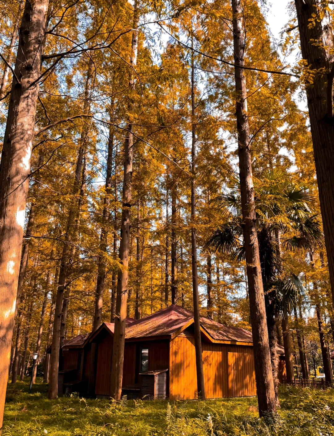 森林宝藏逃脱攻略(森林宝藏逃脱攻略视频)