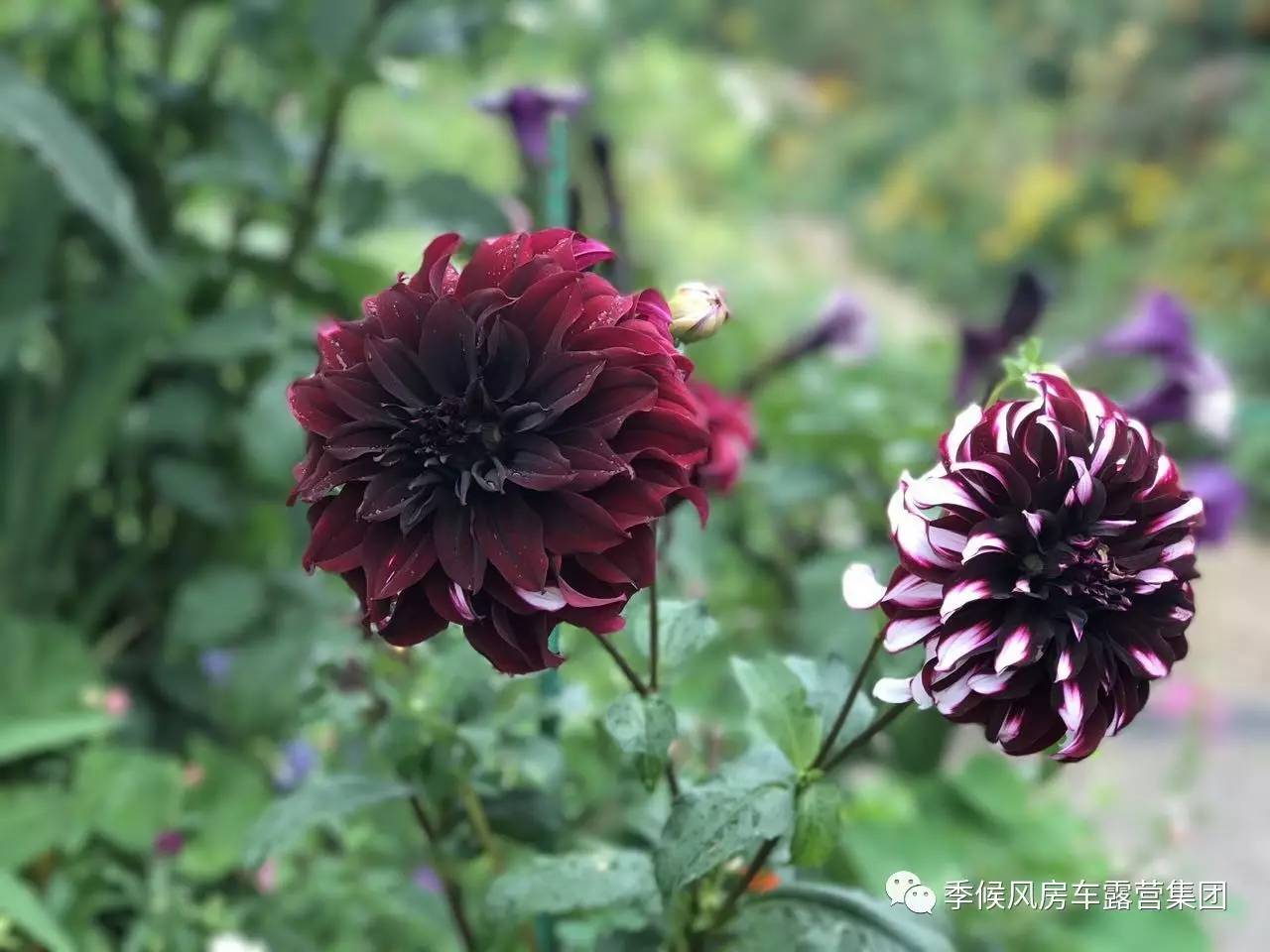 康乃馨俱乐部最新版本(康乃馨俱乐部最新版本是多少)