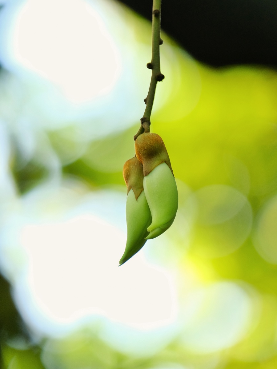 春之精灵下载地址()